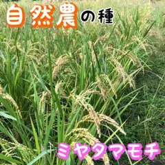 数の子様 リクエスト 2点 まとめ商品