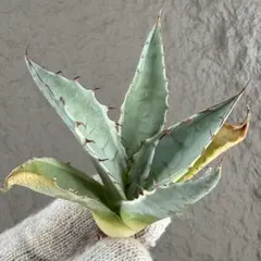 専用　ハイブリッド　ファンキートゥース　チタノタ　斑入り　パリー　パラサナ アガベ ハイブリッド ファンキートゥース チタノタ 斑入り パリー パラサナ