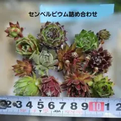ハピハッピー様 リクエスト 2点 まとめ商品