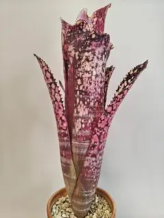 ビルベルギア スターダスト① 抜き苗 タンクブロメリア 観葉植物