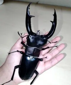 2026年最新】マンディブラリスフタマタクワガタの人気アイテム - メルカリ