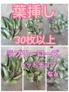 ラブリーローズ入り！葉挿し30枚以上のサムネイル