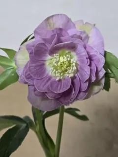 ハル様 リクエスト 2点 まとめ商品