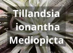 ゴリラ様 リクエスト 2点 まとめ商品