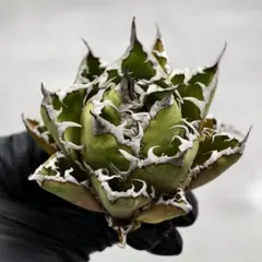 池*様 アガベ 海王 陽炎　中子株 アガベ 海王 陽炎 中子株