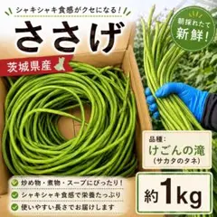 2026年最新】豇豆の人気アイテム - メルカリ