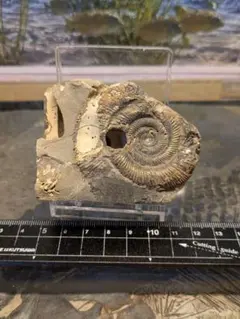 化石　アンモナイト　標本