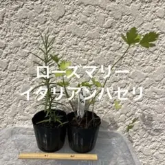 花の苗セット 四季咲きナデシコ 花アロエ ヒペリカム ネコポス - メルカリ
