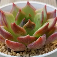 ちょこりんご様 リクエスト 3点 まとめ商品