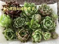 2026年最新】センペルビウムセットの人気アイテム - メルカリ