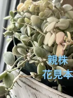 ネコポス】ディスキディア ヌンムラリア バリエガータ 抜き苗 - メルカリ