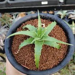 ovatifolia Lava Flow オバティフォリア ラバフロー 薄斑中斑 - メルカリ
