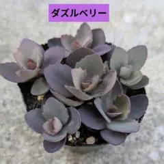 69B様 リクエスト 2点 まとめ商品