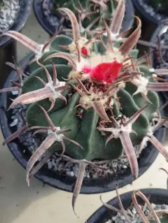 ★BULL★様 リクエスト 5点 まとめ商品