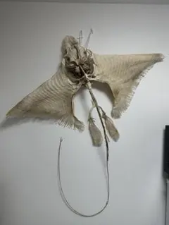 犬と猫の寄生虫図鑑 大パネル - メルカリ