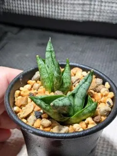 2026年最新】サンスベリアの人気アイテム - メルカリ