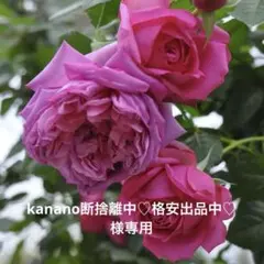 バラの苗（kanano断捨離中♡格安出品中♡）様専用