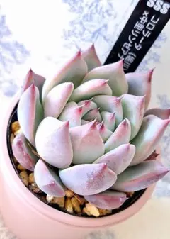 2026年最新】中里リンぜアナの人気アイテム - メルカリ