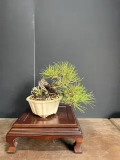 【盆栽】 【観葉植物】　五葉松(No.2)　半懸崖　樹齢25年以上 盆栽】 【観葉植物】 五葉松(No.2) 半懸崖 樹齢25年以上 - メルカリ