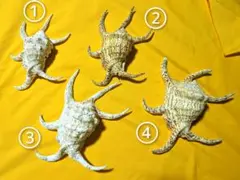 希少生物！？ 蟹 カニ 剥製 標本 カワリヒシガニ ヒシガニ系 甲殻類