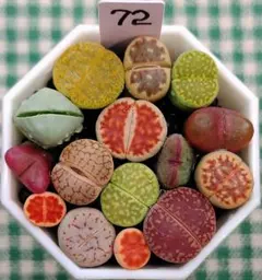 多肉植物リトープス/コノフィツム/メセン　カラフルセット　土付き　S72