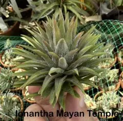 Tillandsia イオナンタ Nizanda 速達発送 - メルカリ