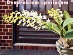 大明セッコク デンドロビウム 着生植物 洋蘭 セッコクタイミンセッコク③のサムネイル
