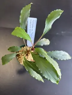 Bucephalandra sp. kayu lapis type1 【LA】 - メルカリ