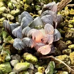 ひ*ち様 OB-1オブツーサ錦　超美株　ハオルチア　観葉植物　15