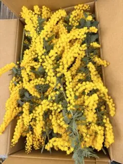 2026年最新】ミモザ枝の人気アイテム - メルカリ