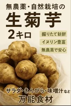 自然農　菊芋　約2キロ以上　農薬不使用　化学肥料不使用　除草剤不使用　無施肥