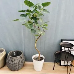 フィカス・ウンベラータ 8号 143cm S-shaped tree form - メルカリ