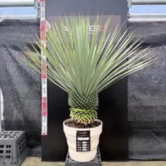 ユッカ ロストラータ 《H≒1.45m・13号》334 - メルカリ