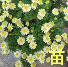 花苗・珍しい初夏咲き・大輪・マーガレット・宿根草 - メルカリ