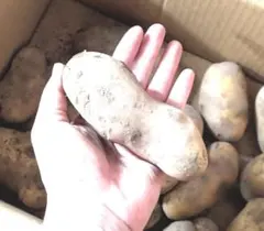 Yuzulyさま　専用　【清流の郷久万高原】老舗農家自慢　じゃがいも メークイン