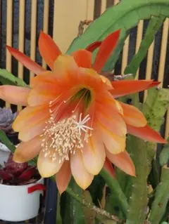 ATSUKO FUNAYAMA様 リクエスト 3点 まとめ商品