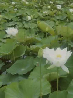 2026年最新】花蓮 蓮根の人気アイテム - メルカリ
