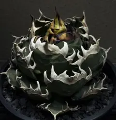 2026年最新】アガベチタノタ 種の人気アイテム - メルカリ