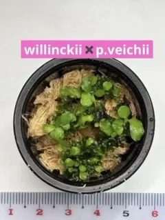 ビカクシダ willinckii✖️p.veichii 前葉体 胞子体出始め - メルカリ