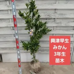 ゆっちょちゃんさま専用