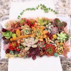多肉植物　カット苗セット2　カラフル　寄せ植えに