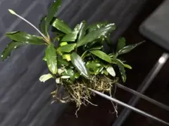 【水中葉】親株 Bucephalandra sp. variegata 水中葉】親株 Bucephalandra sp. variegata - メルカリ