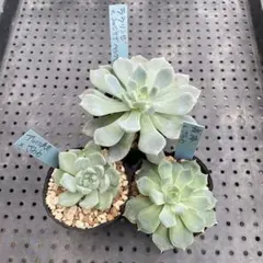 ㊳大きめ苗! 青鬼❣️祭囃子❣️紅染華❣️龍鱗蓮華❣️白銀姫❣️メルカリ便込 ㊳大きめ苗! 青鬼❣️祭囃子❣️紅染華❣️龍鱗蓮華❣️白銀姫