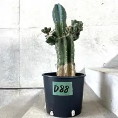 2026年最新】綴化サボテンの人気アイテム - メルカリ