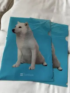 SoftBank 白い犬 クリアファイル 2枚セット