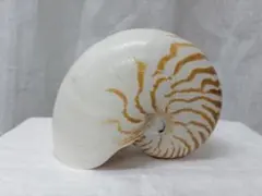 大型 貝殻 ホラガイ 標本 インテリア - メルカリ