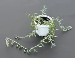 B⭐️増量中❣️1.5m❣️ドルフィンネックレス カット苗⭐️多肉植物