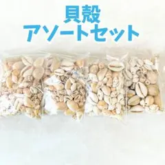大容量 貝殻 巻貝 シェル ハンドメイド アソートセット タカラガイ まとめ売り
