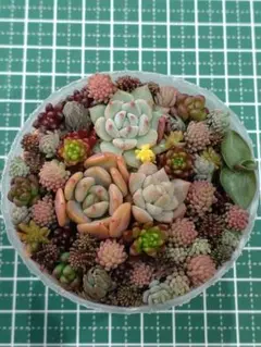 4.ちまちま寄せ植えセット　画像の苗全て　カット苗セット　多肉植物
