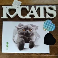 キャンペーン特価　猫 ステッカー　CATS プレート　インテリア　　FC259E